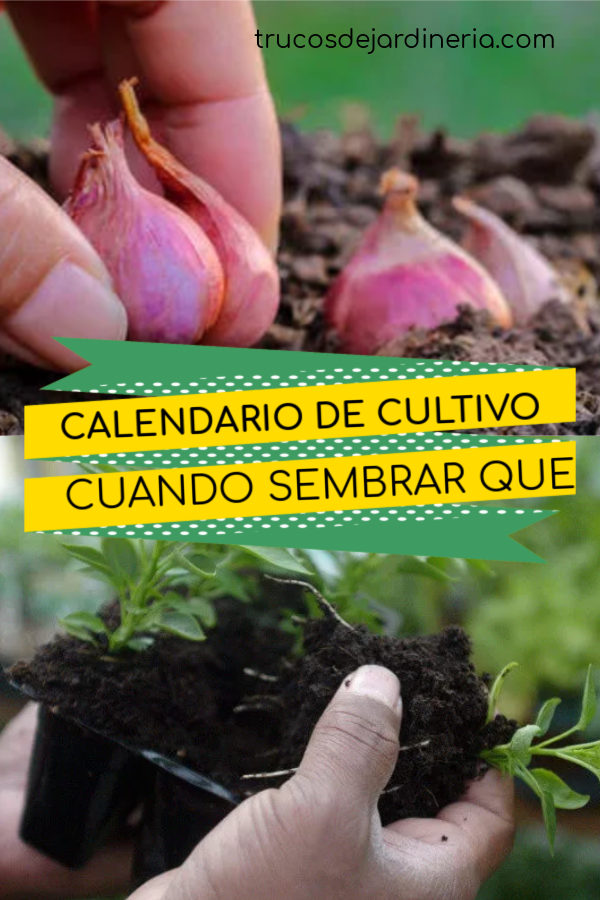 Calendario De Cultivo