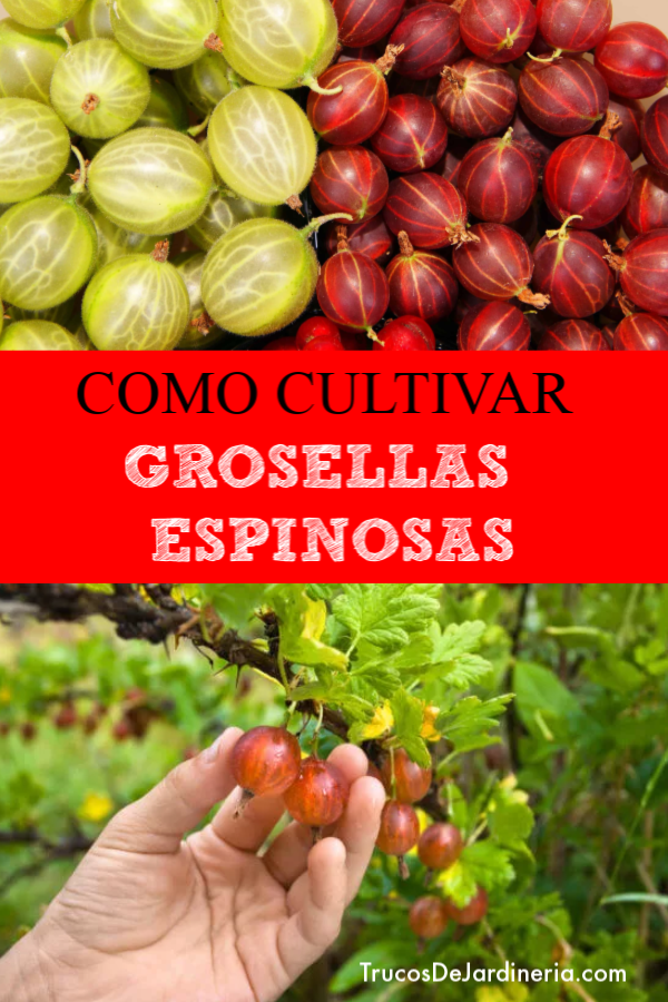 Como Cultivar Grosellas Espinosas