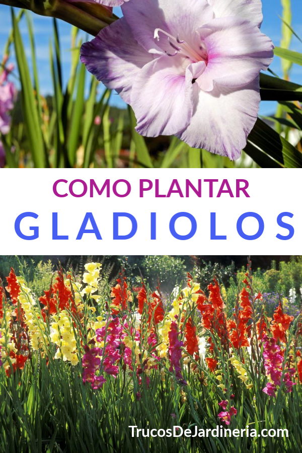 Como Plantar Gladiolos - Trucos De Jardineria