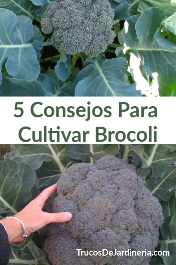 Cultivar Brocoli