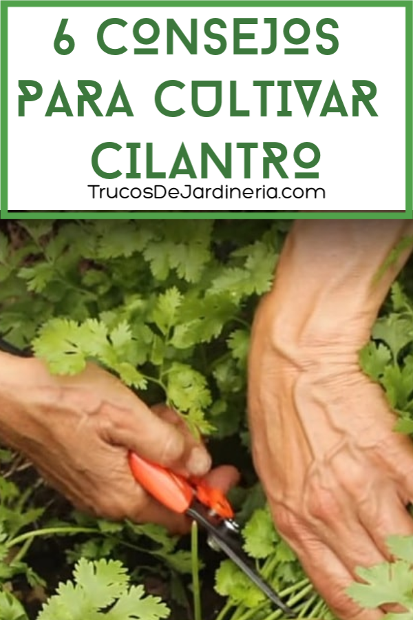 Cultivar Cilantro