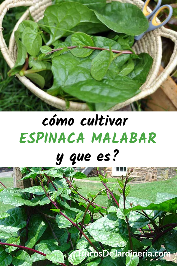 Cultivar Espinaca Malabar