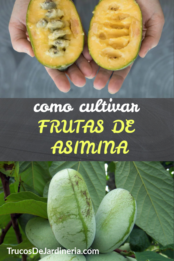 Cultivar Frutas De Asimina