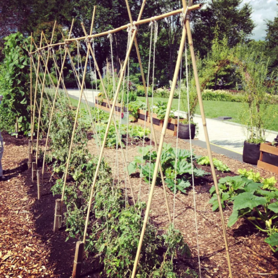 5 Formas De Estacar Los Tomates Para Una Abundante Cosecha De Tomate