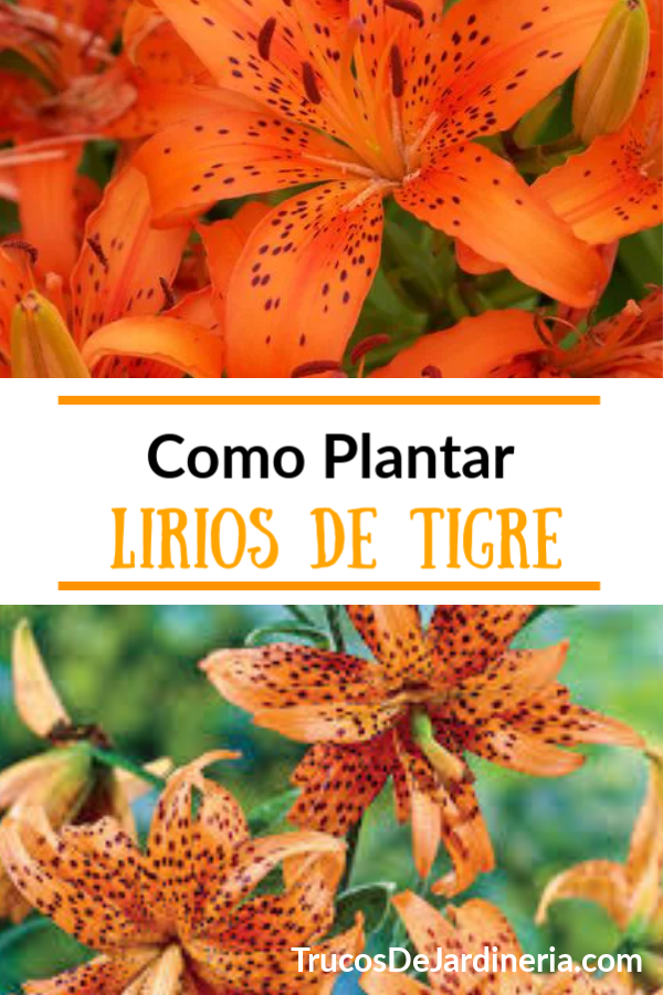 Como Plantar Lirios De Tigre - Trucos De Jardineria