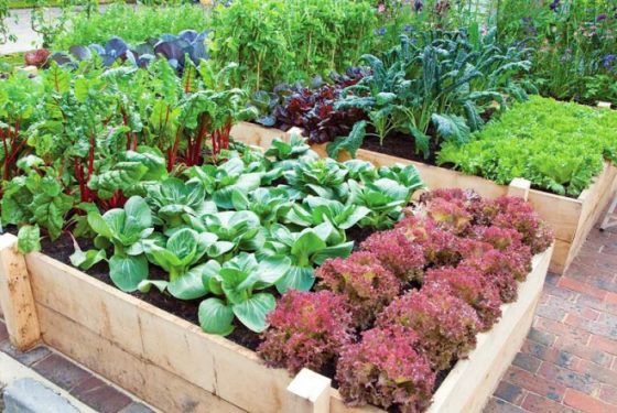 Guía De Jardinería De Vegetales Para Principiantes - Trucos De Jardineria