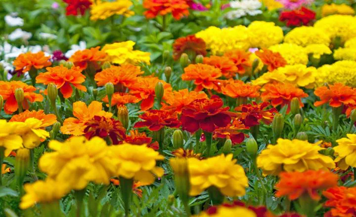 Cómo Plantar Caléndulas En Tu Jardín - Trucos De Jardineria