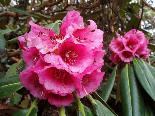 rododendro