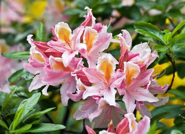 COMO SEMBRAR AZALEAS EN TU JARDÍN - Trucos De Jardineria