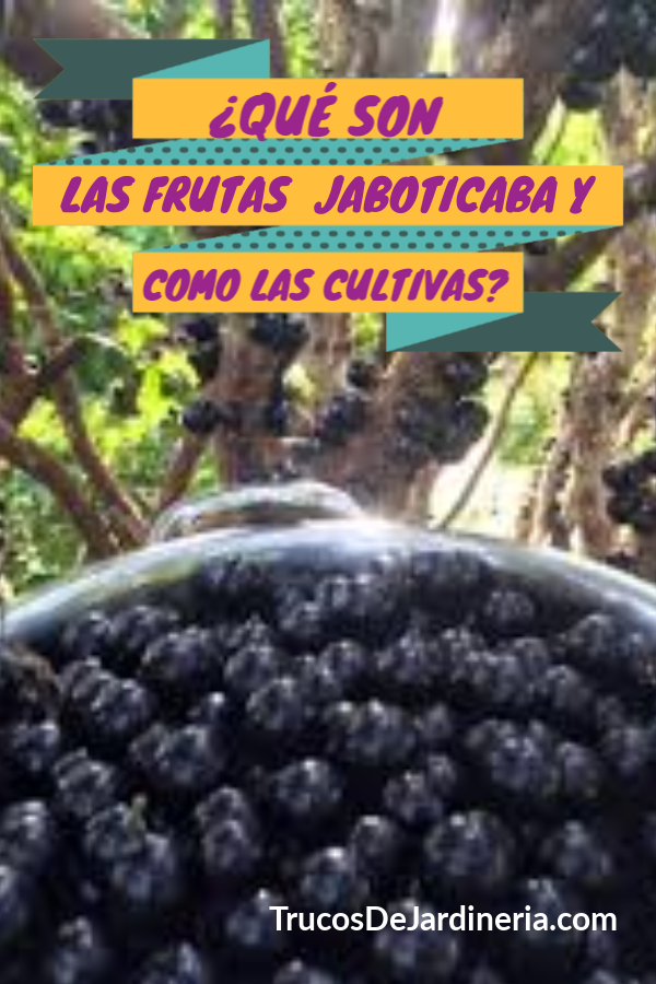 Como Cultivar Árboles Jaboticaba