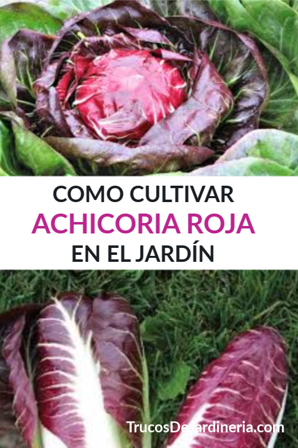 Como Cultivar Achicoria Roja