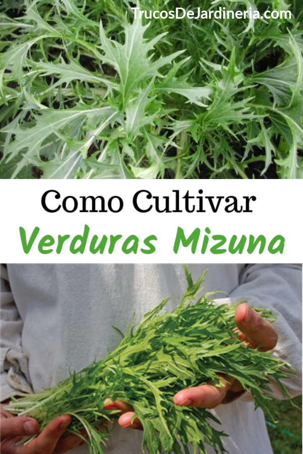 Como Cultivar Verduras Mizuna