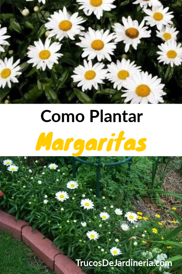 Como Plantar Margaritas