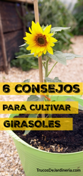 Consejos Para Cultivar Girasoles Trucos De Jardineria