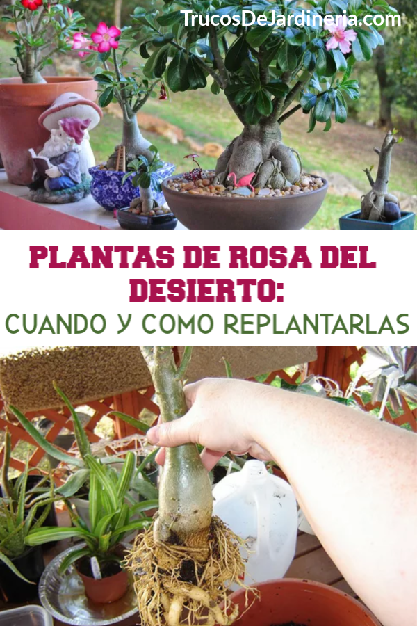 Plantas De Rosa Del Desierto