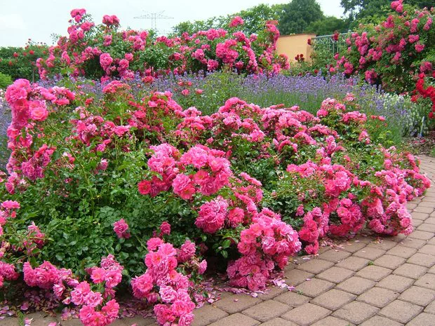 Rosas Tapizantes Rosadas