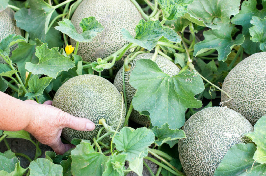 cosecha de melones