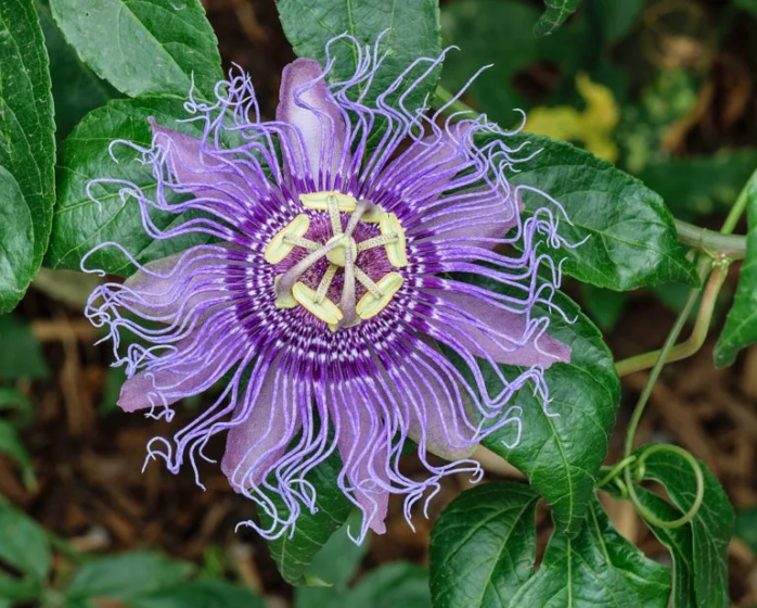 como-cultivar-flores-de-la-pasi-n-trucos-de-jardineria