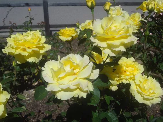 rosas Amarillo Suave