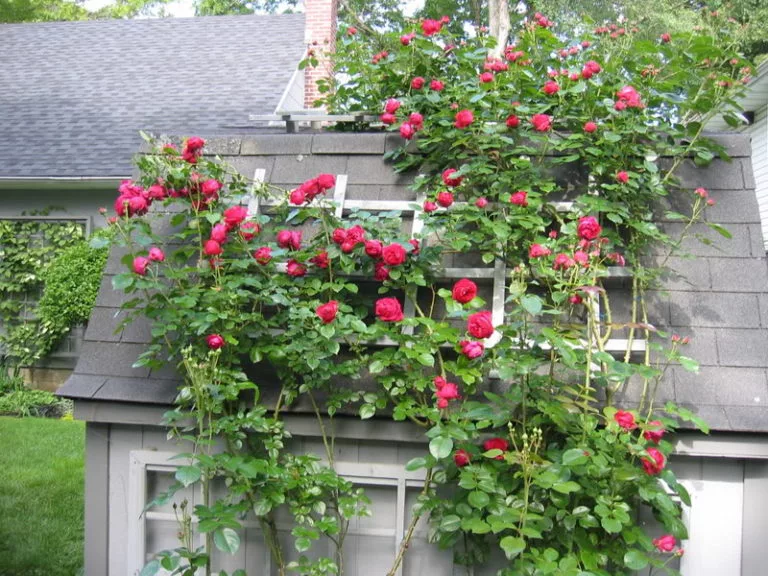 rosas Eden Rojo