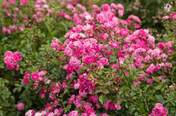 rosas Pequeñas Travesuras