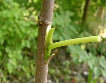 Cómo Injertar Árboles Frutales: La Técnica de Injerto de Cuatro Colgajos -  Trucos De Jardineria