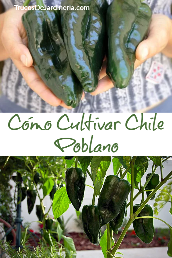 Cómo Cultivar Chile Poblano