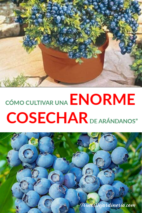 Como Cultivar Una Enorma Cosecha De Arándanos Trucos De Jardineria