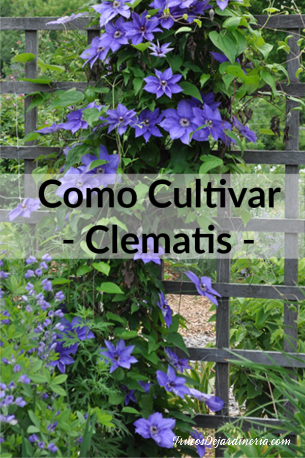 Como Cultivar Clematis
