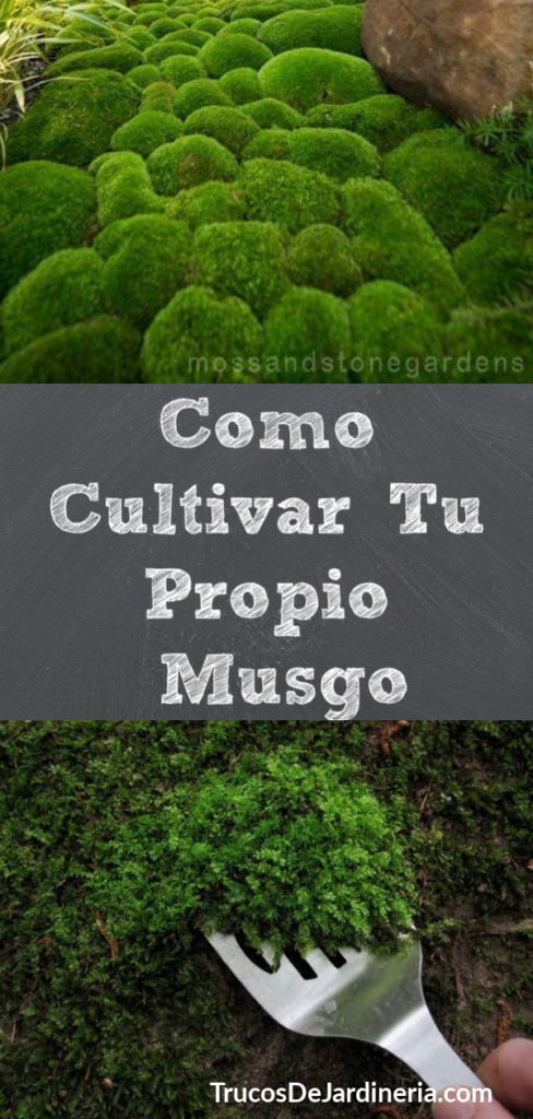 Como cultivar musgo vivo 