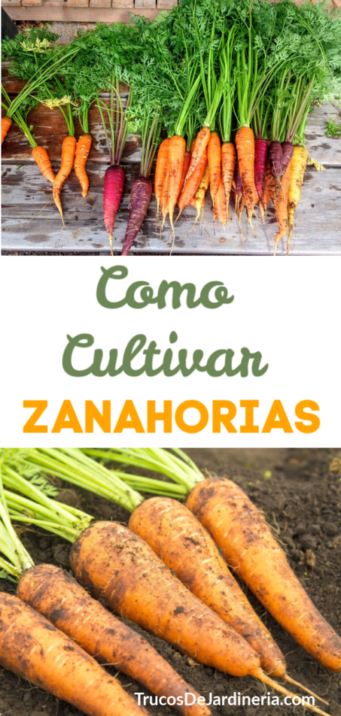 Cultivar Zanahorias
