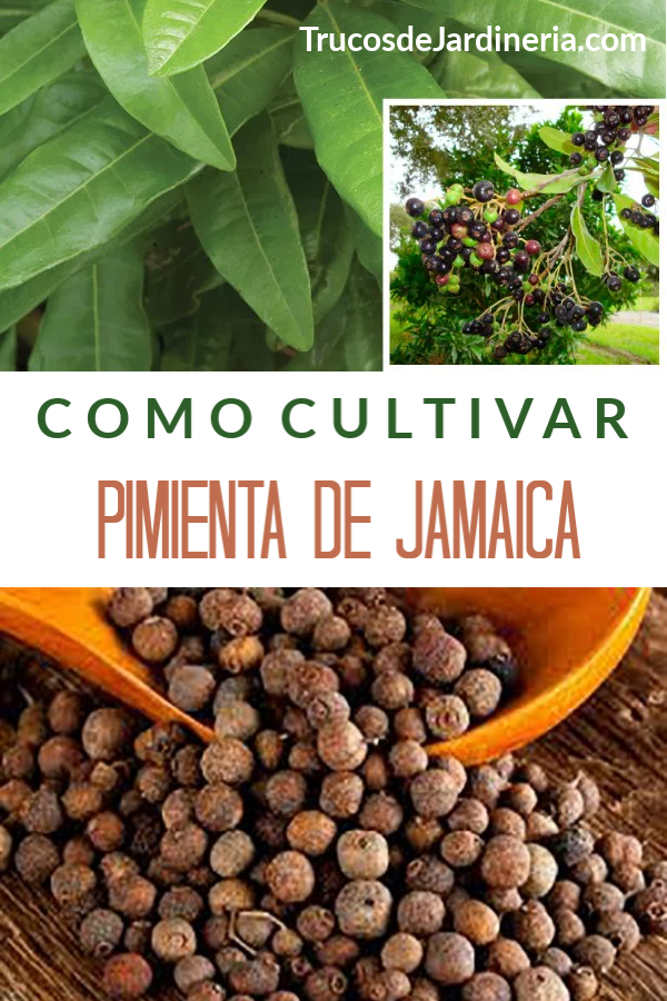 Como Cultivar Pimienta De Jamaica - Trucos De Jardineria