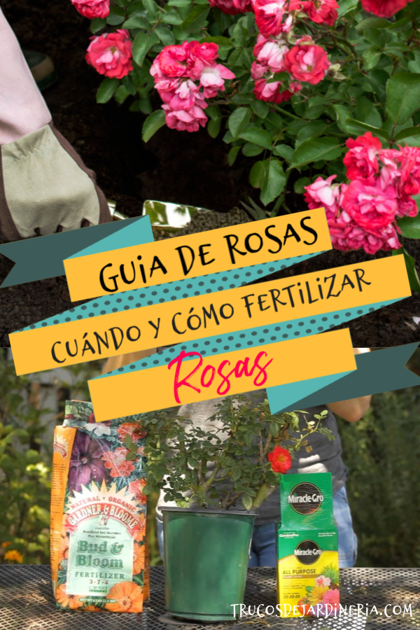 Cómo Fertilizar Rosas