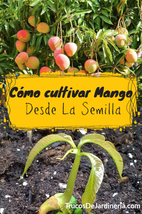 Cómo Cultivar Mango desde la Semilla
