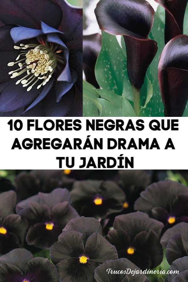 10 Flores Negras Que Agregarán Drama A Tu Jardín - Trucos De Jardineria