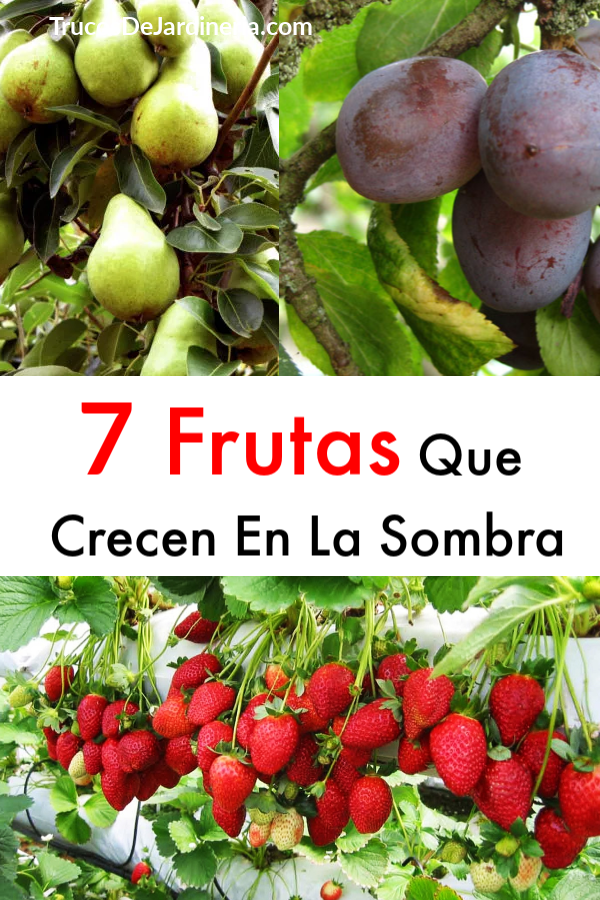 7 Frutas Que Crecen En La Sombra - Trucos De Jardineria