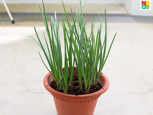 potted green onions