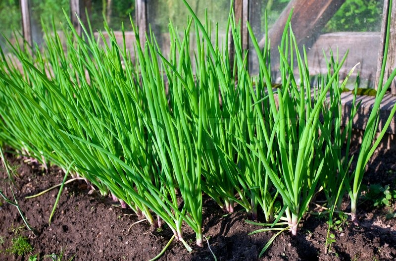 how to grow green onions at home