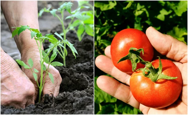 cultivar tomate