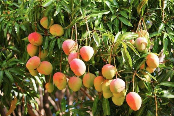 arbol de mango