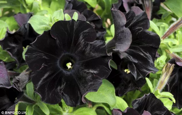 10 Flores Negras Que Agregarán Drama A Tu Jardín - Trucos De Jardineria