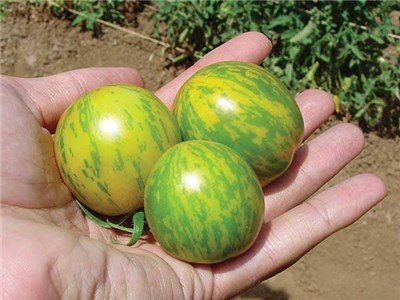 tomate cebra verde