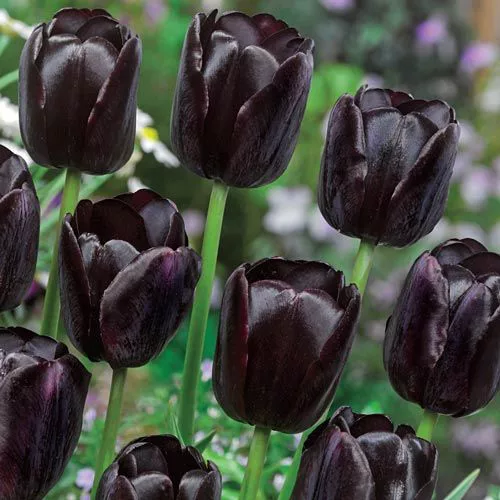 tulipan negro