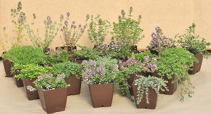 Variedades De Tomillo: Como Cultivar Diferentes Tipos De Tomillo - Trucos  De Jardineria