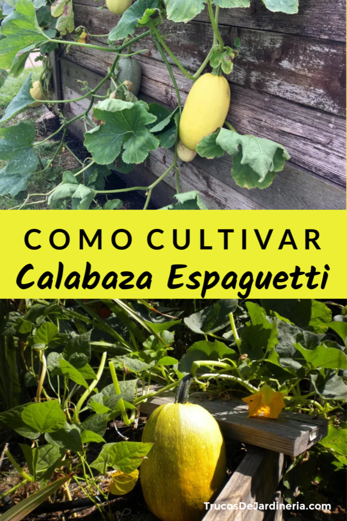 Cultivar Calabaza Espagueti
