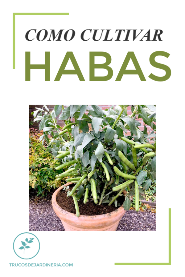 Cultivar Habas
