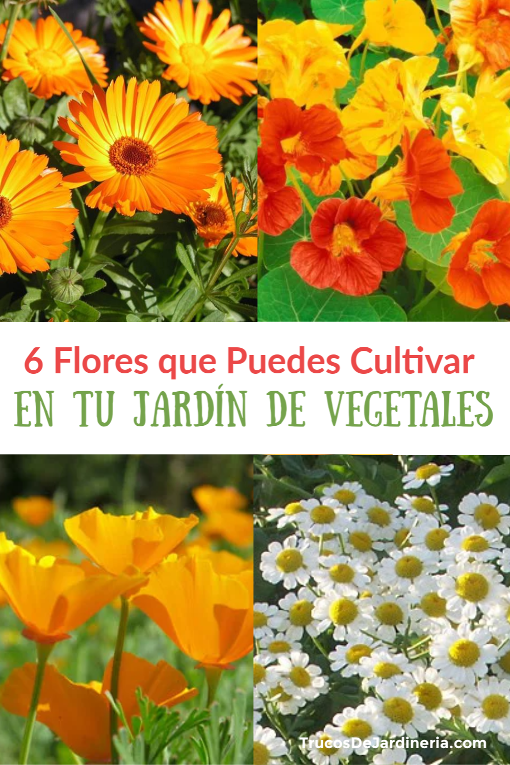 Flores que Puedes Cultivar en tu Jardín de Vegetales