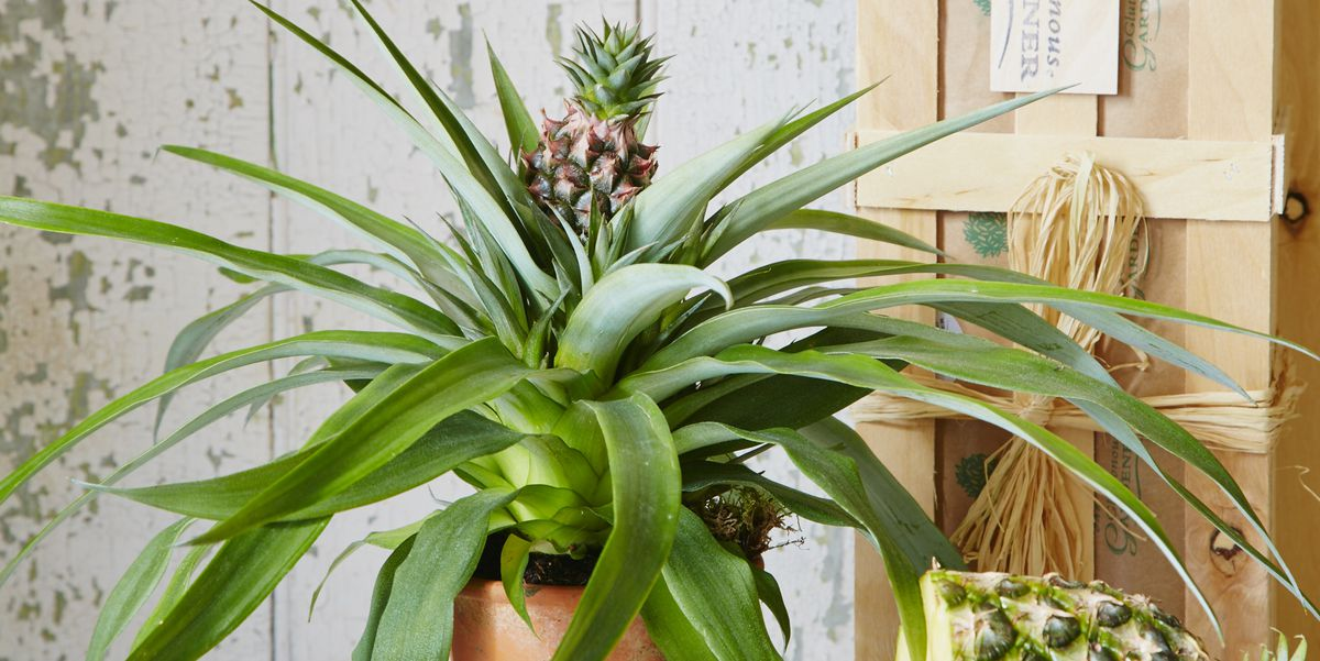 How to grow pineapple indoor