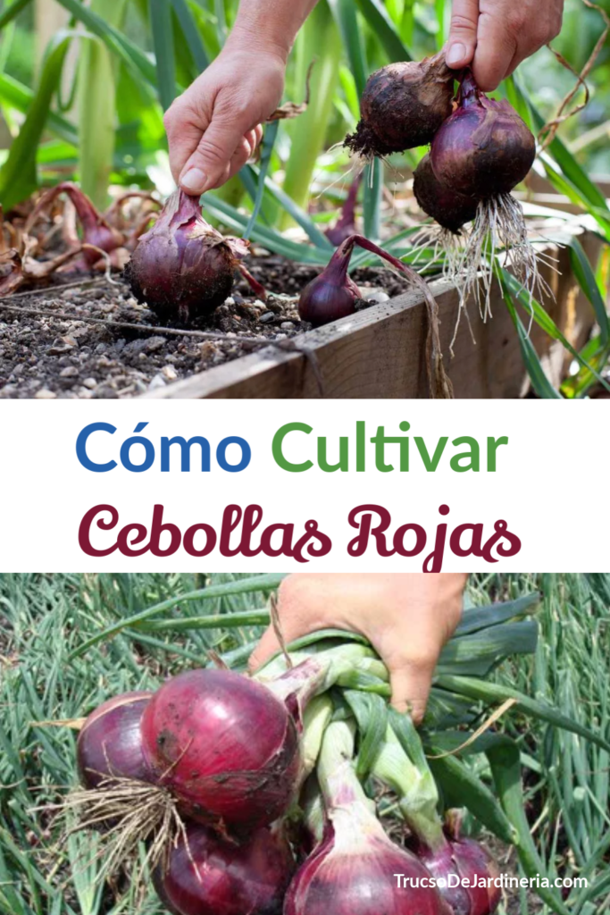 Cultivar Cebollas Rojas
