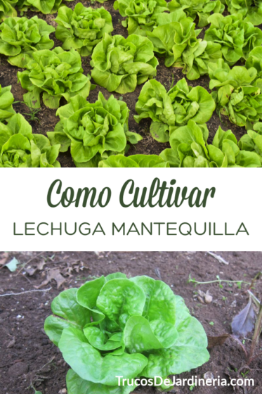 c-mo-cultivar-lechuga-mantequilla-trucos-de-jardineria